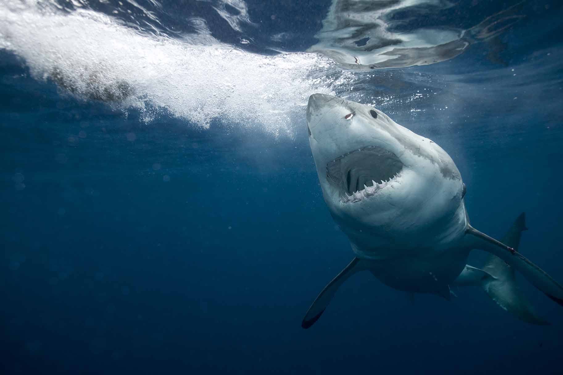 6 Coolest Shark Facts You Might Not Know [Video]