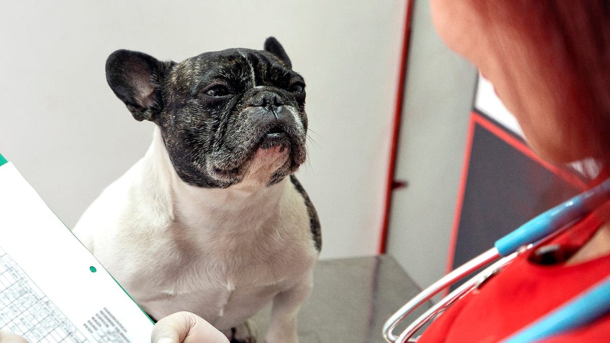 Vet Has Bad News For French Bulldog Hoping To Have Natural Birth [Video]