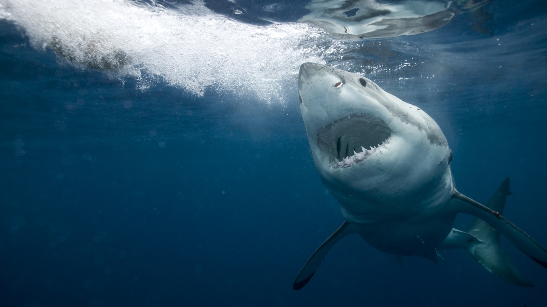 Shark-hunting AI drones dubbed SharkEyes to be deployed to protect beachgoers from killer beasts prowling shores [Video]