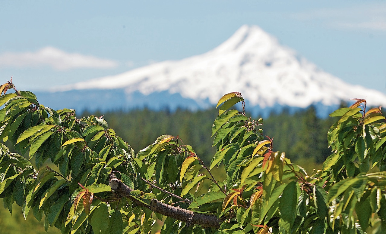 What Oregon gardens need in August: Your summer checklist [Video]