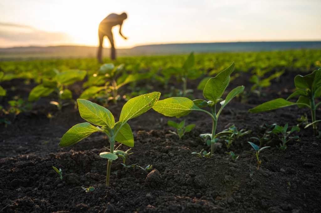 How AI-powered agriculture helps farmers grapple with climate change and food security [Video]