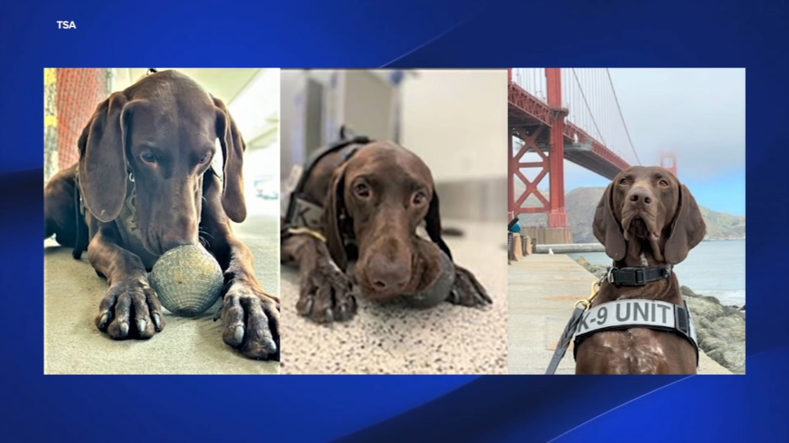 Barni the San Francisco International Airport K-9 patrol dog in the running for in TSA’s Cutest Canine contest [Video]