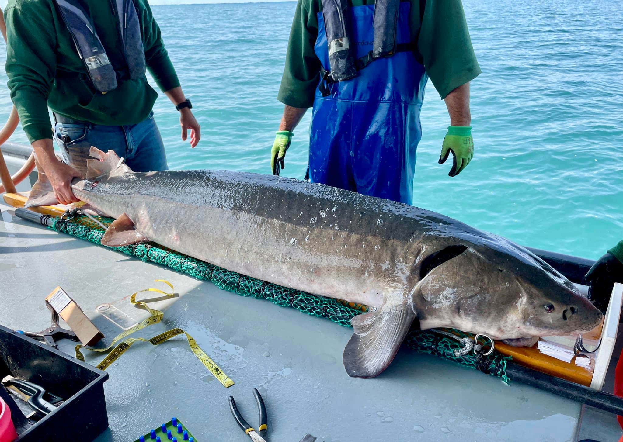 Michigan officials reel in record 125-pound prehistoric fish stretching 6-plus feet long [Video]