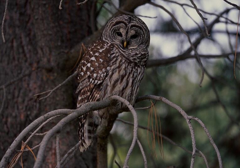 Invasive owls could be shot in Sonoma County under federal plan [Video]