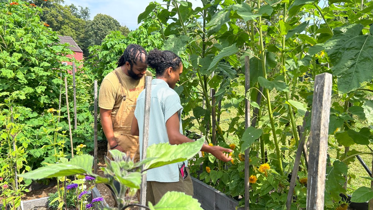 Venture Farming Institute seeks to grow Connecticuts BIPOC farmers  NBC Connecticut [Video]