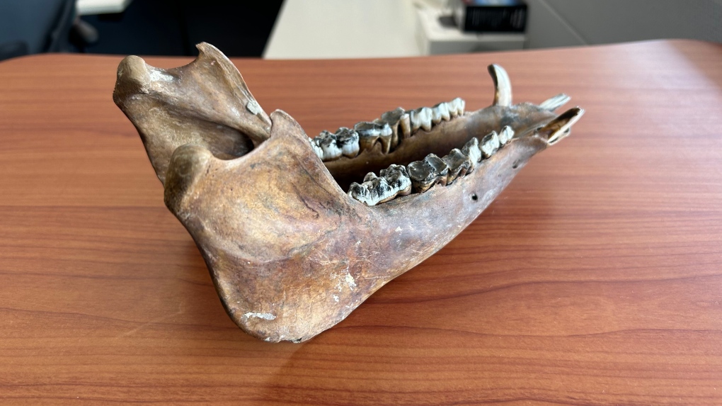 Wild boar jaw discovered at waterfront [Video]