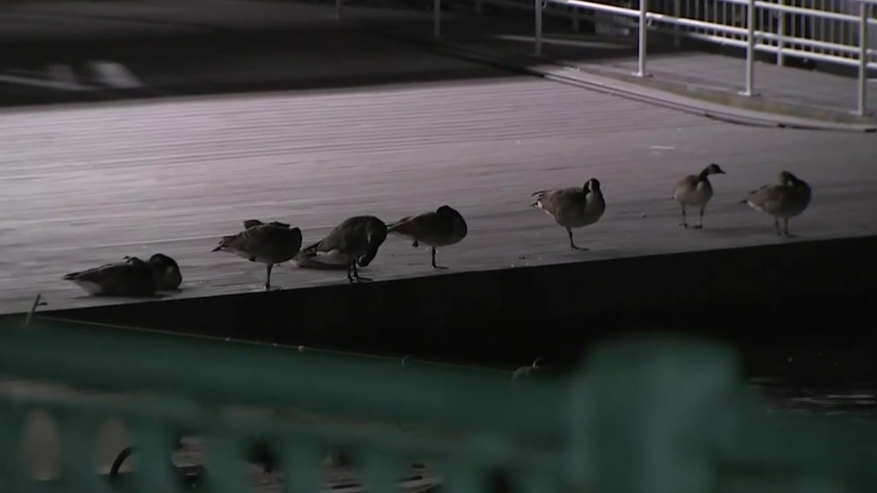 Retired engineer uses AI tech to keep geese off Charles River dock in Cambridge – Boston News, Weather, Sports [Video]