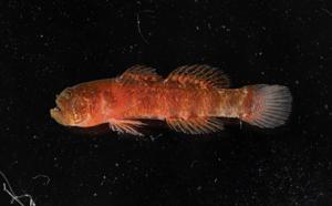 Scientists discover new species of grumpy fish [Video]