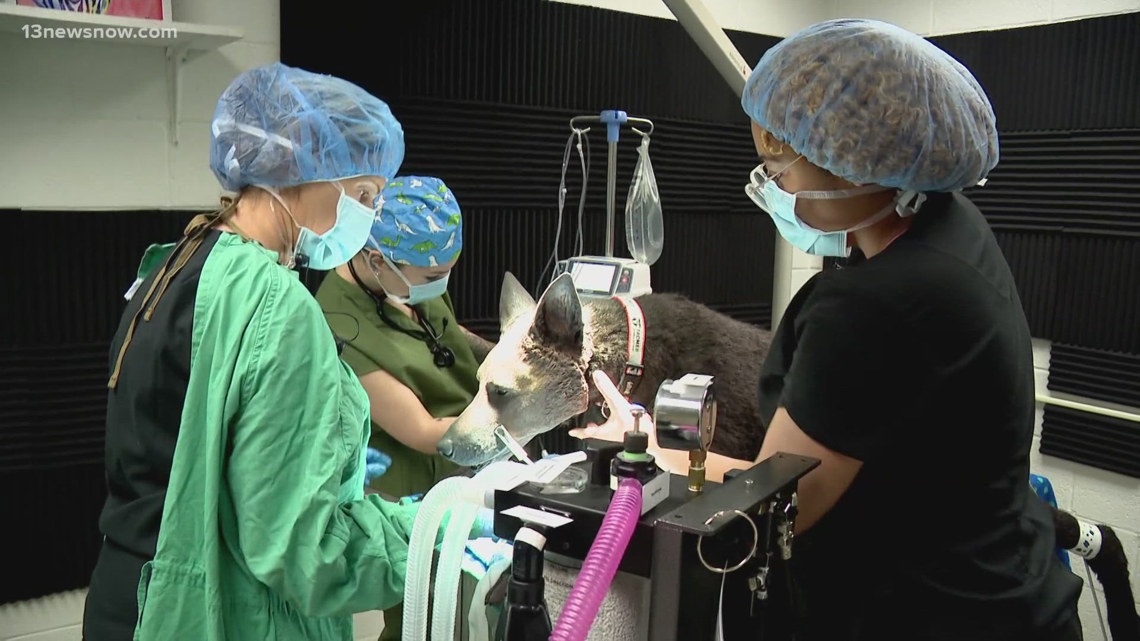 Meet Diesel, the star of TCC’s new immersive anesthesia simulation for vet techs [Video]