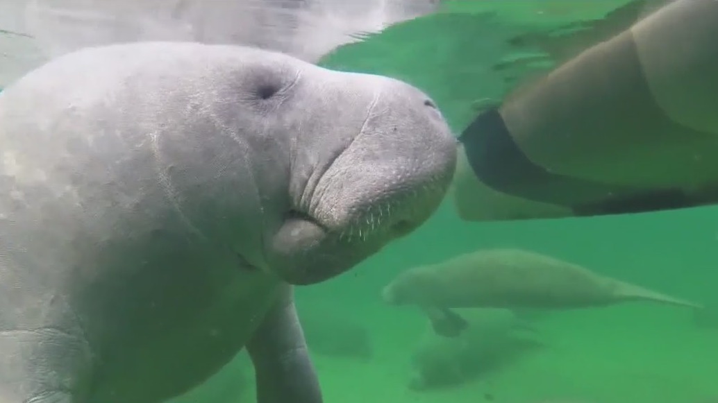 Manatee deaths lawsuit will proceed; cites violations of Endangered Species Act [Video]