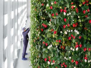 Worlds first vertical berry farm uses AI to grow food year round [Video]