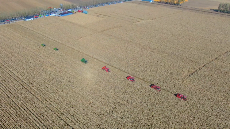 NE China looks at a bumper harvest this autumn [Video]