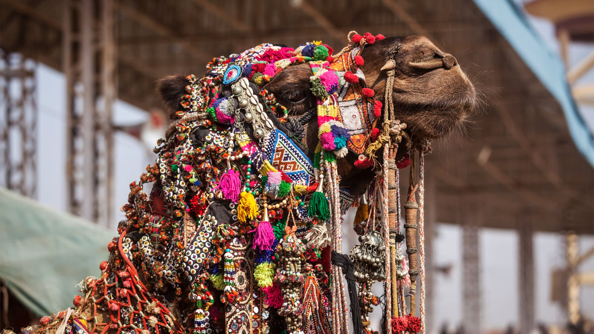 Pushkar Camel Fair (Nov 9th to Nov 16th) [Video]