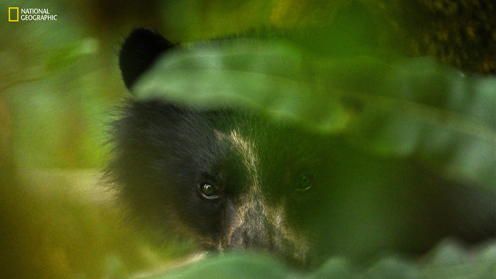 Into the Amazon: Nat Geo’s immersive experience explores beauty and splendor of world’s most critical ecosystem [Video]