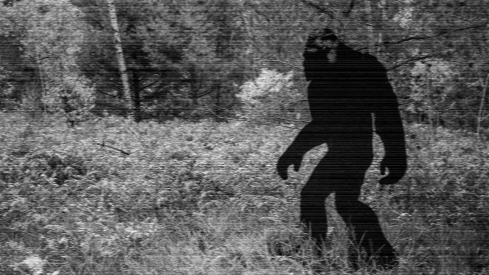 Hiker Captures Perhaps The Clearest Footage Ever Of Bigfoot [Video]