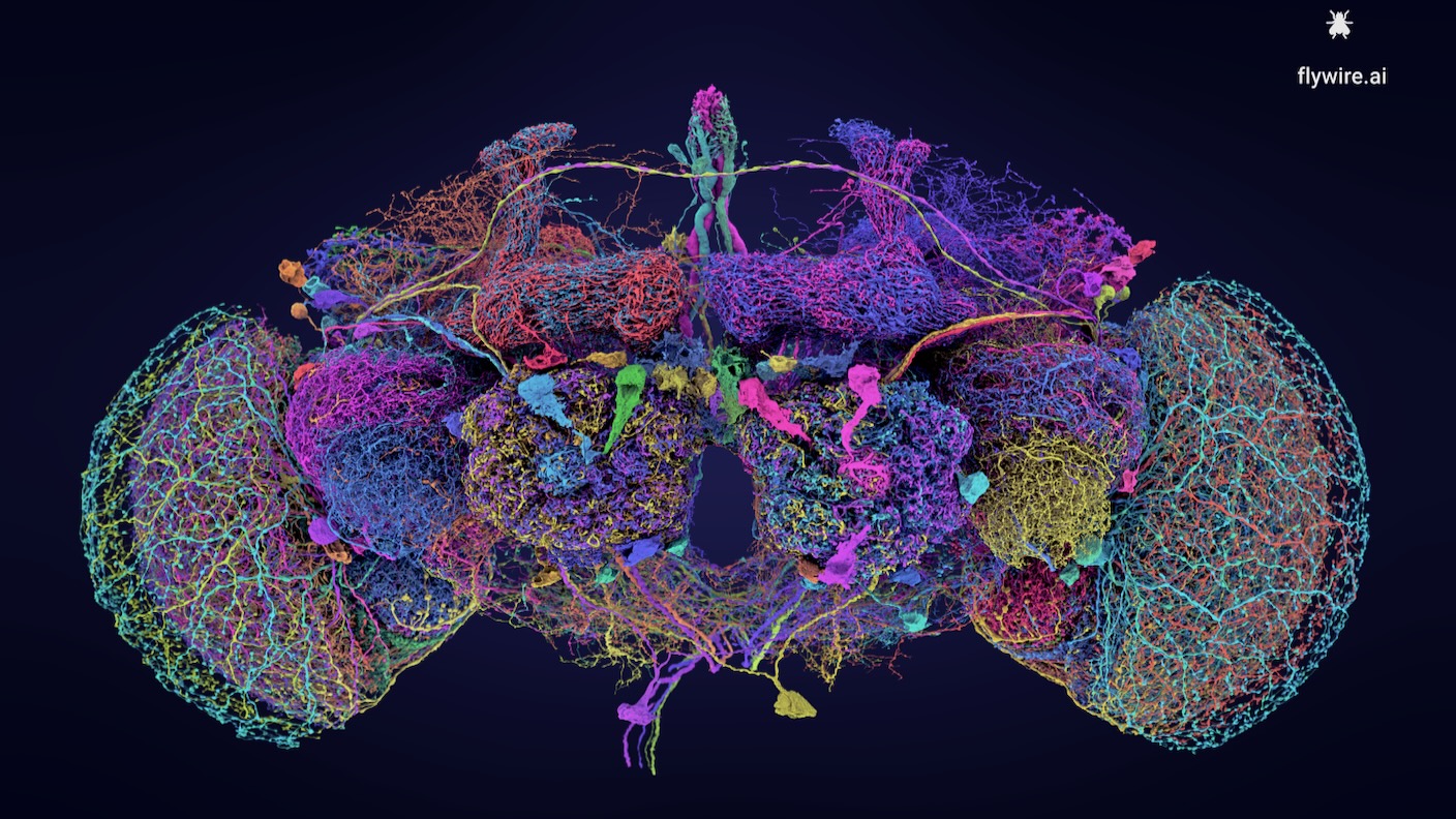 Groundbreaking Brain Map Reveals Fruit Fly Brain in Stunning Detail [Video]