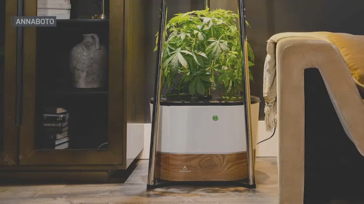 AI robot grows cannabis in your home  NBC Boston [Video]