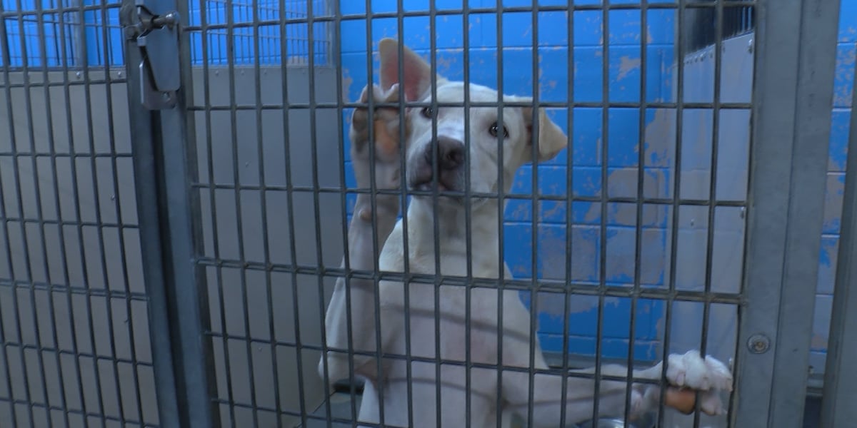 Montgomery Humane Society faces uptick in animal intake [Video]