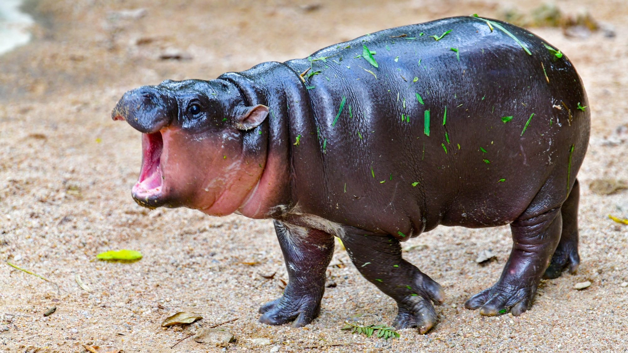 “I’m flying 18.5 hours to see Moo Deng!”  Woman travels from the US to Thailand just to see internet’s most beloved cute baby hippo Singapore News [Video]