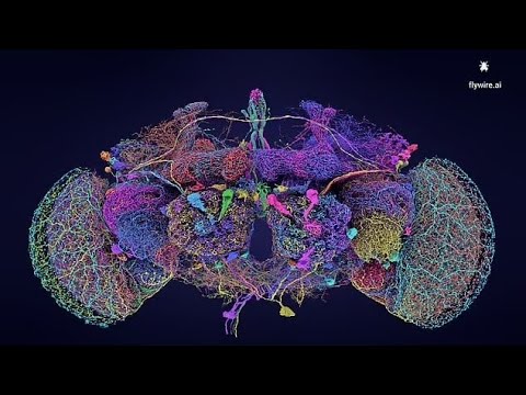 Most Detailed Brain Map Ever! [Video]