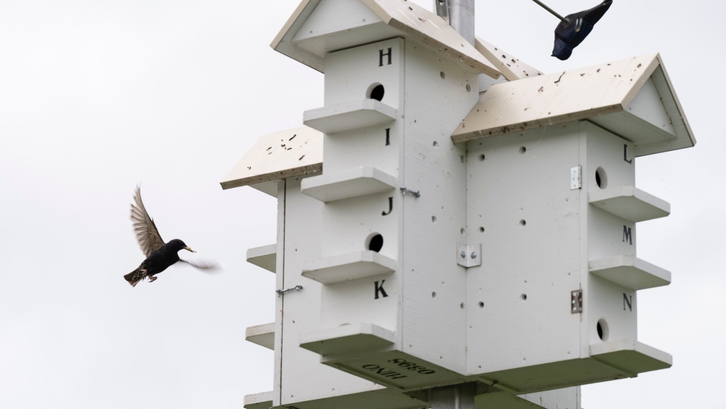 Bird population in Canadian grasslands on the decline: report [Video]