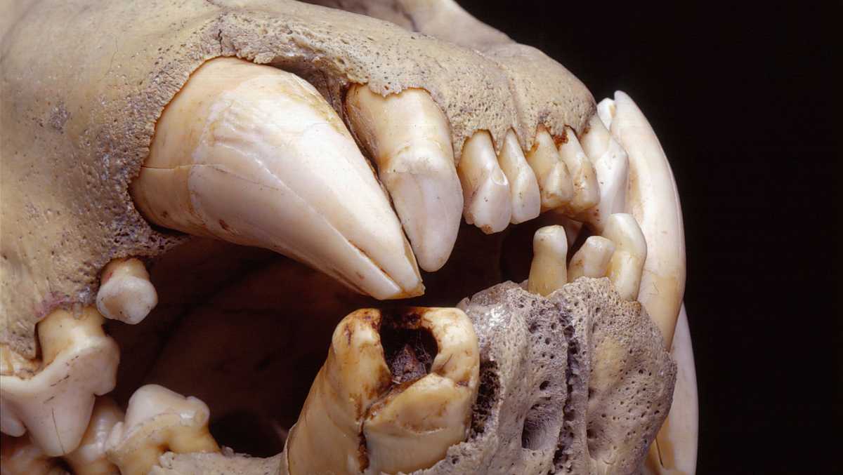 Individual hairs reveal prey of 19th-century man-eating lions [Video]