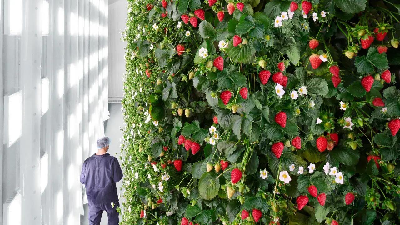 AI being used to run worlds first indoor vertical berry farm [Video]