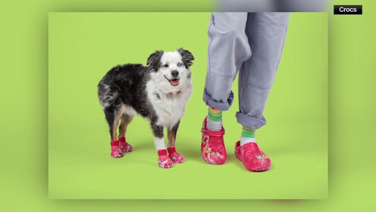 Pet Crocs: New Croc clogs mean matching togs for your dogs in annual “Croctober” campaign [Video]