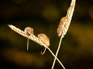 Scientists discover male mice use females as decoys to avoid conflict [Video]