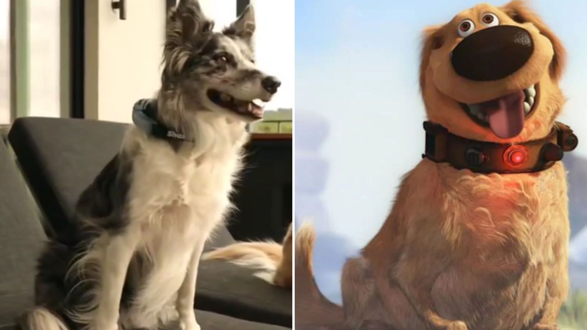 Hilarious video shows new AI gadget that allows dogs to TALK with a human voice-activated collar