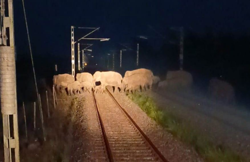 Video: AI Safety System Stops Train As Elephants Cross Tracks In Assam [Video]