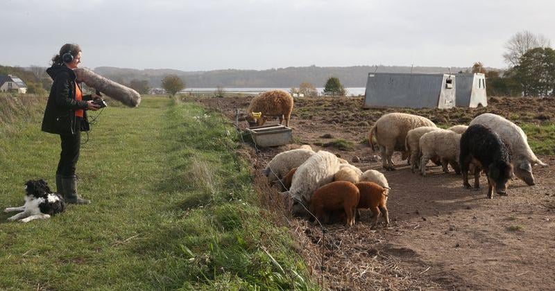 AI decodes oinks and grunts to keep pigs happy | U.S. & World [Video]