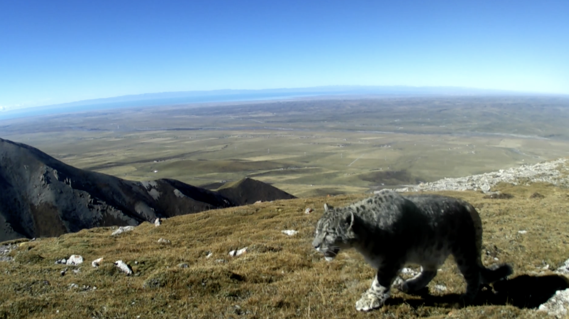 Snow leopard spotted at Qinghai Lake for the first time [Video]