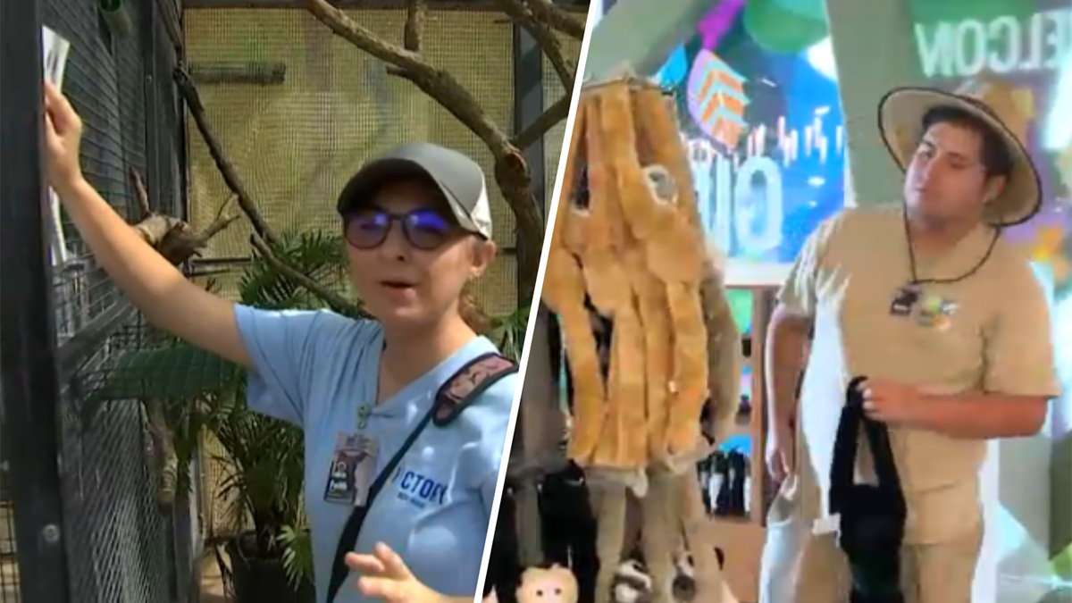 Special needs students get real world experience at Zoo Miami  NBC 6 South Florida [Video]