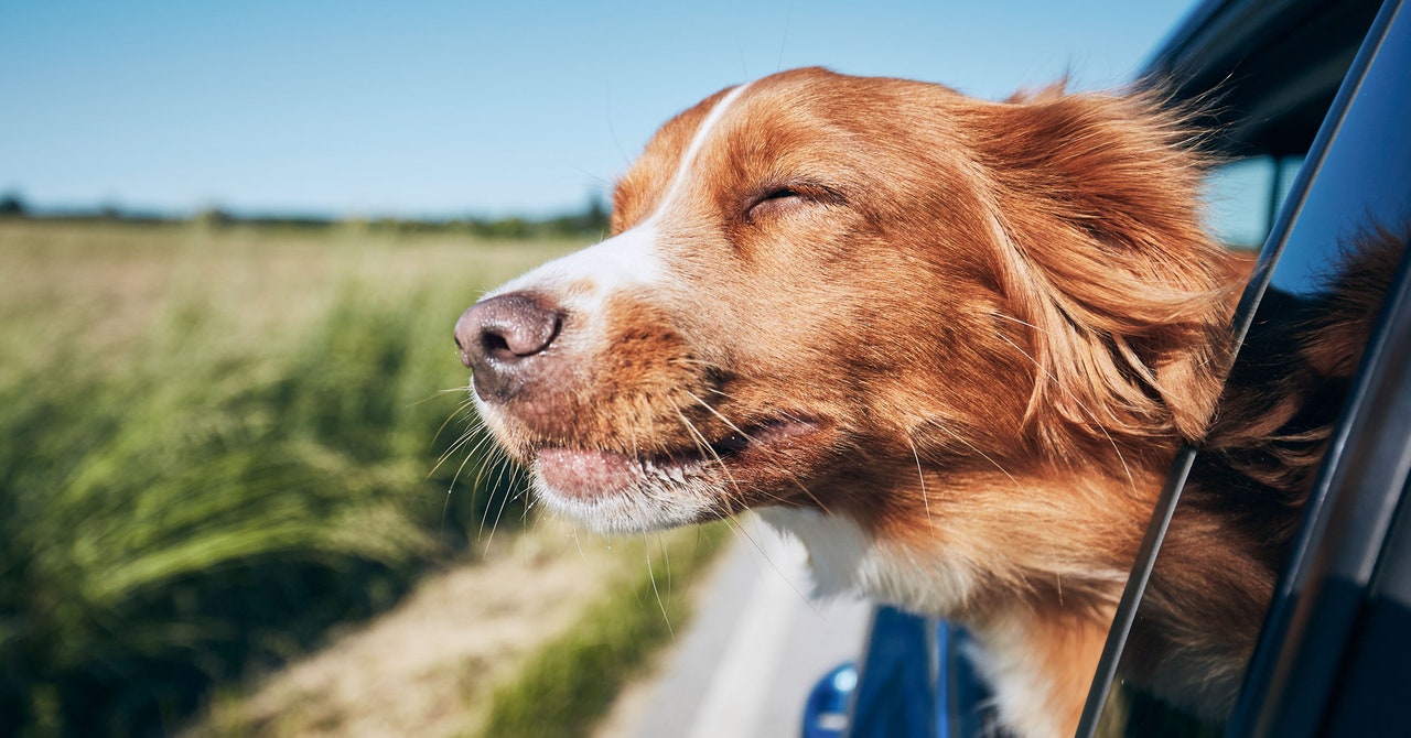 Model Y Is Getting a Mutt Makeover, Joining the List of Cars Designed forand byDogs [Video]