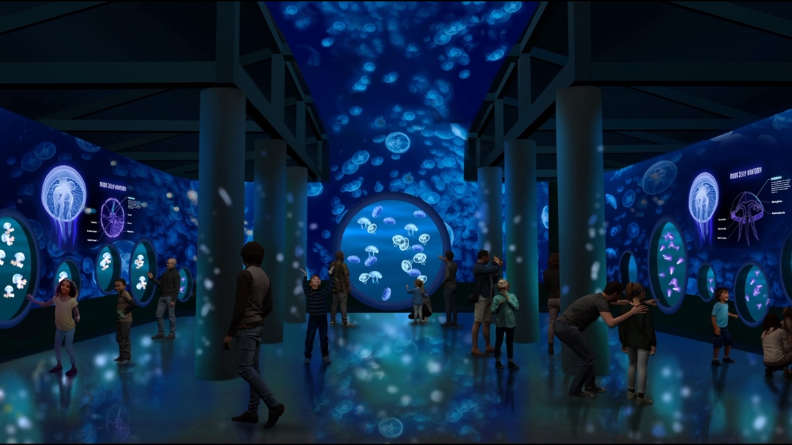 SeaWorld San Diego jellyfish exhibit to open in Spring 2025 [Video]