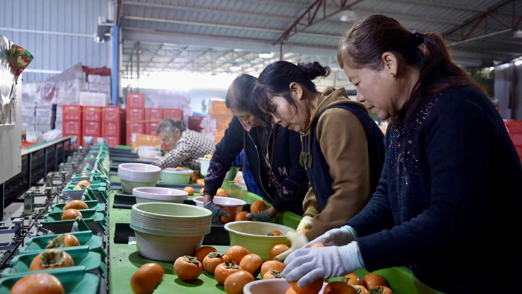 Sharp uptick in fruit exports to Southeast Asia from China’s Yongji [Video]