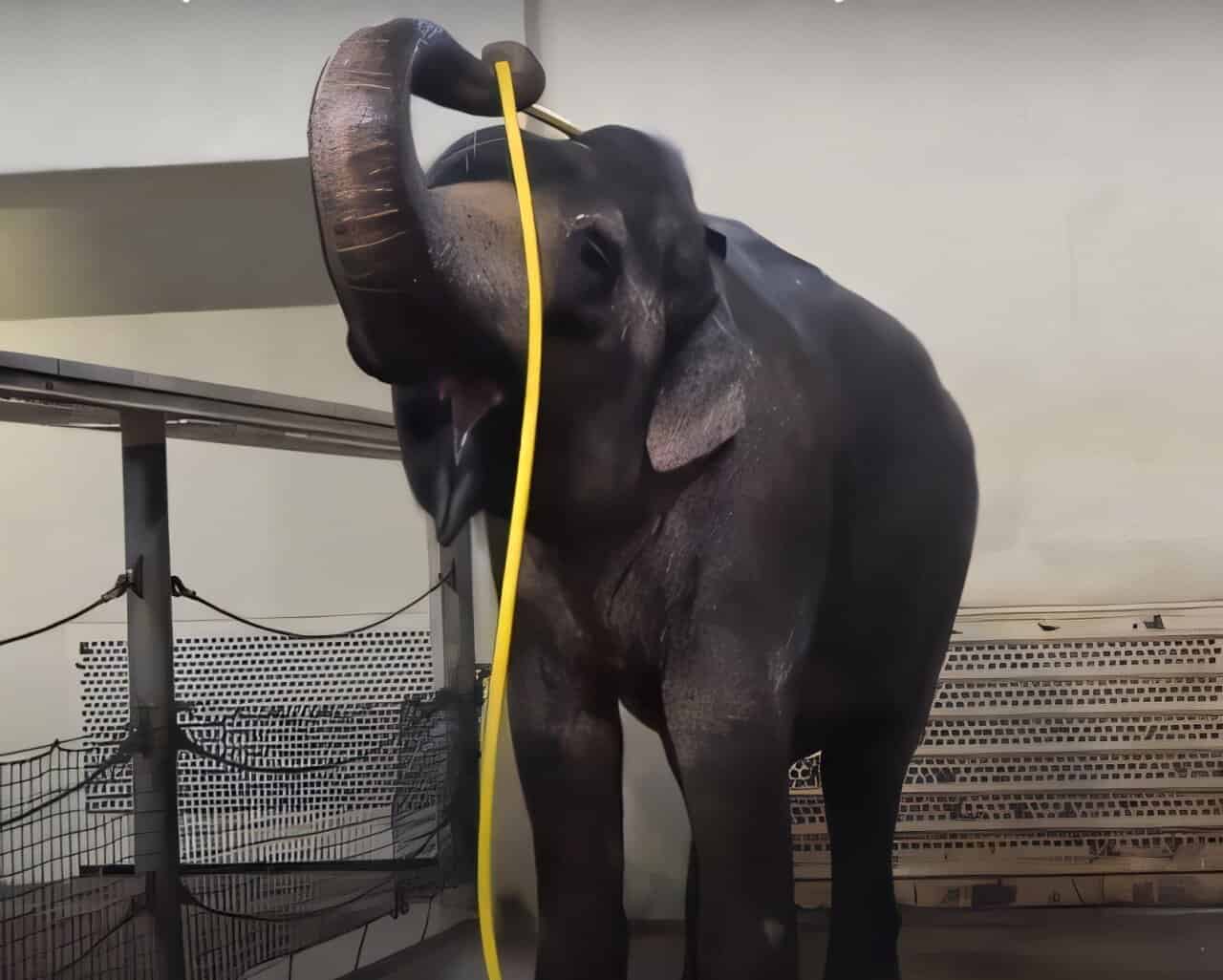 Elephants Use Water Hoses with Impressive Skill and Even Sabotage Each Other [Video]