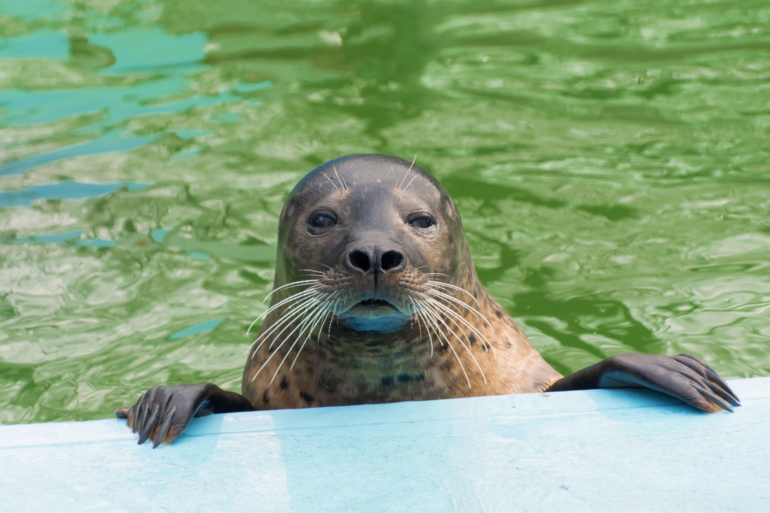 Seal’s ‘Strategic’ Way of Getting Tourist To Buy It Food Delights Viewers [Video]