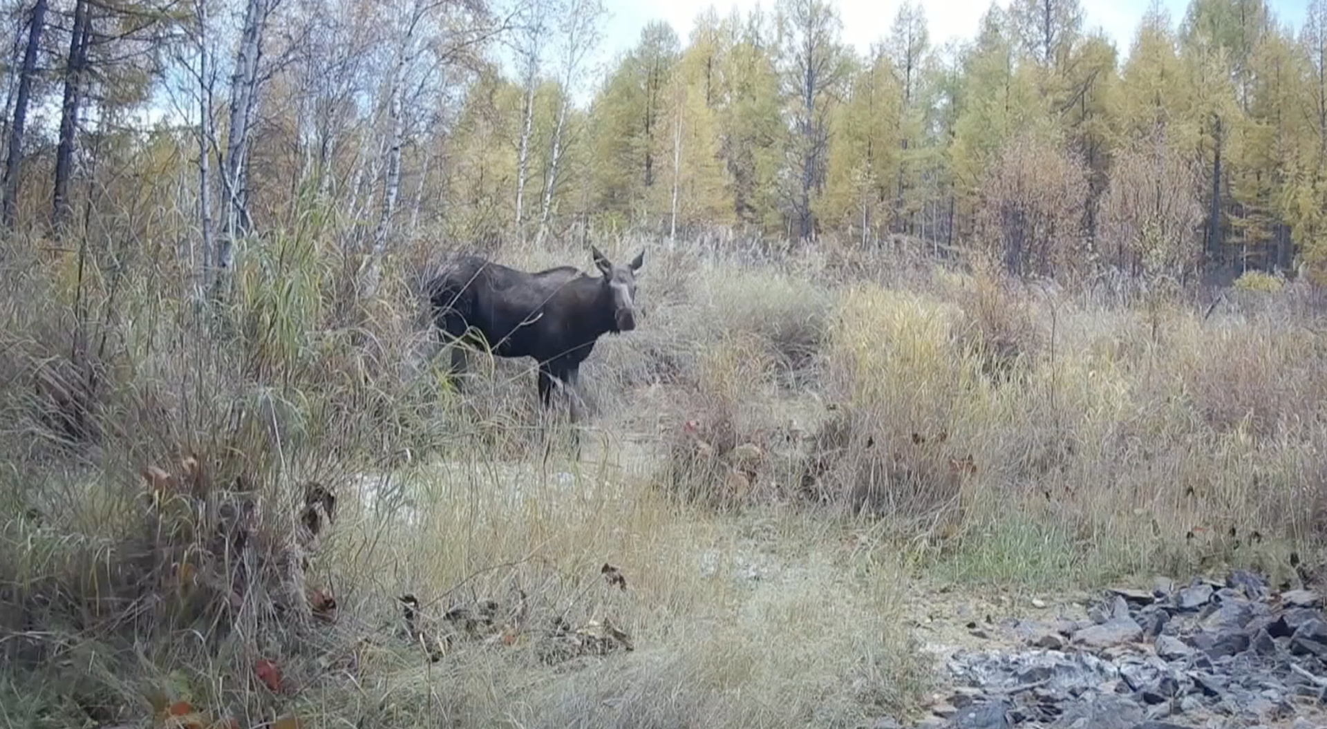 Moose and sables spotted in Inner Mongolia [Video]