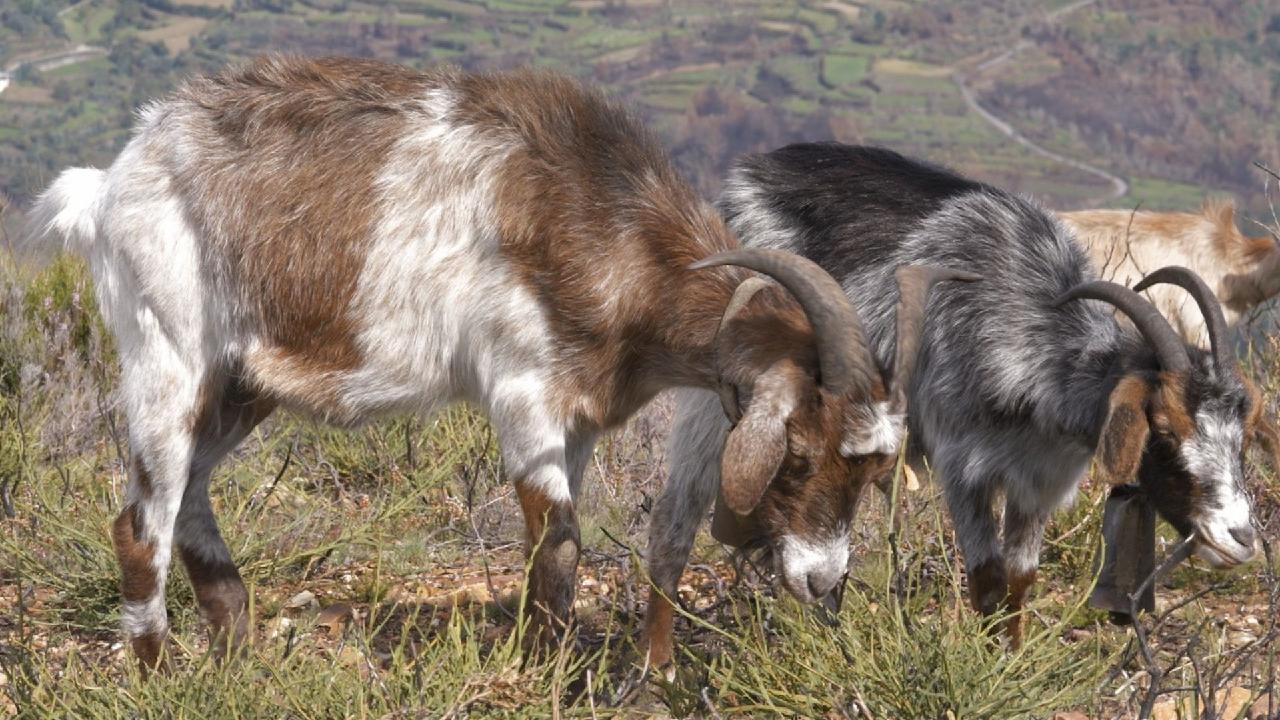 Mountain goats with the munchies help fight Iberian wildfires [Video]