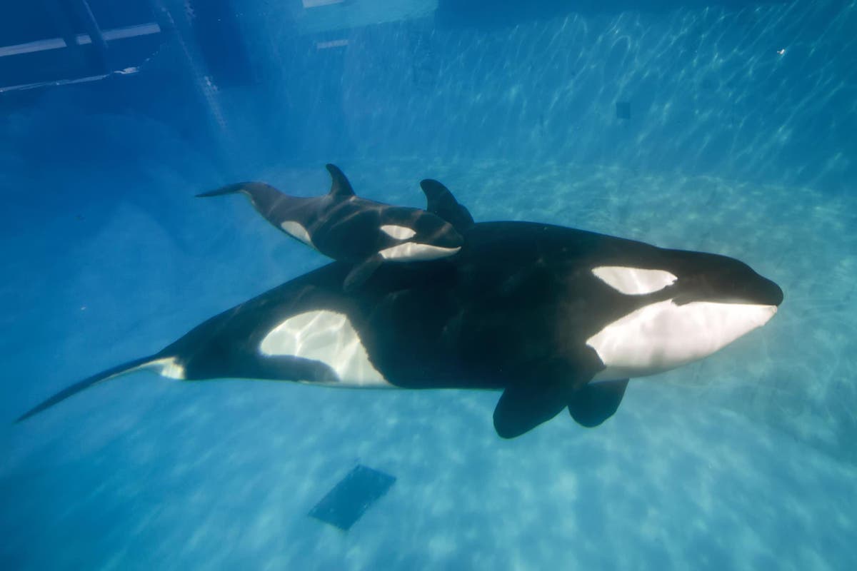 Orcas know how to hunt and kill the world’s largest fish, reveals new research [Video]