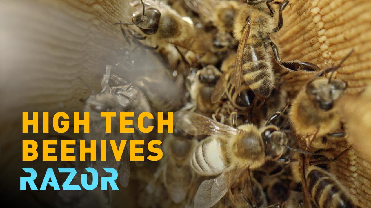 RAZOR: Saving the bees with high-tech beehives [Video]