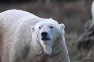 New analysis of polar bear bones show they once roamed Scotland [Video]