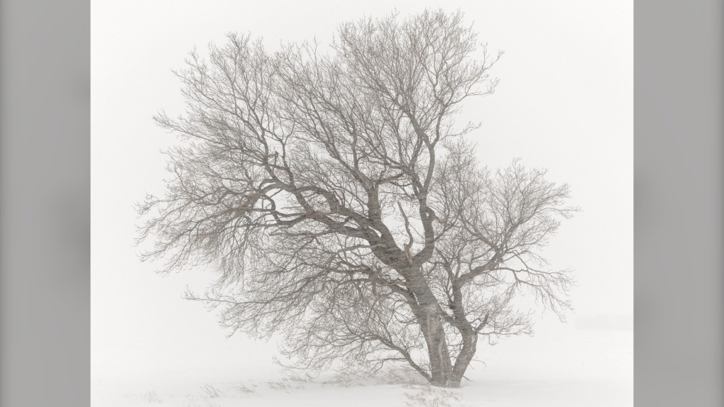 Minus 30: Alberta photographer braves storms to capture Canadian winter [Video]