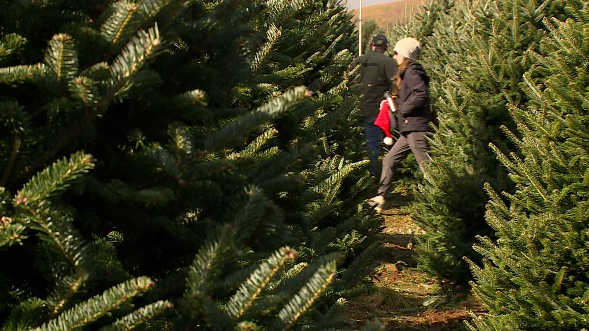 Need the perfect Christmas tree? Here’s a list of Christmas tree farms in the Piedmont-Triad! [Video]