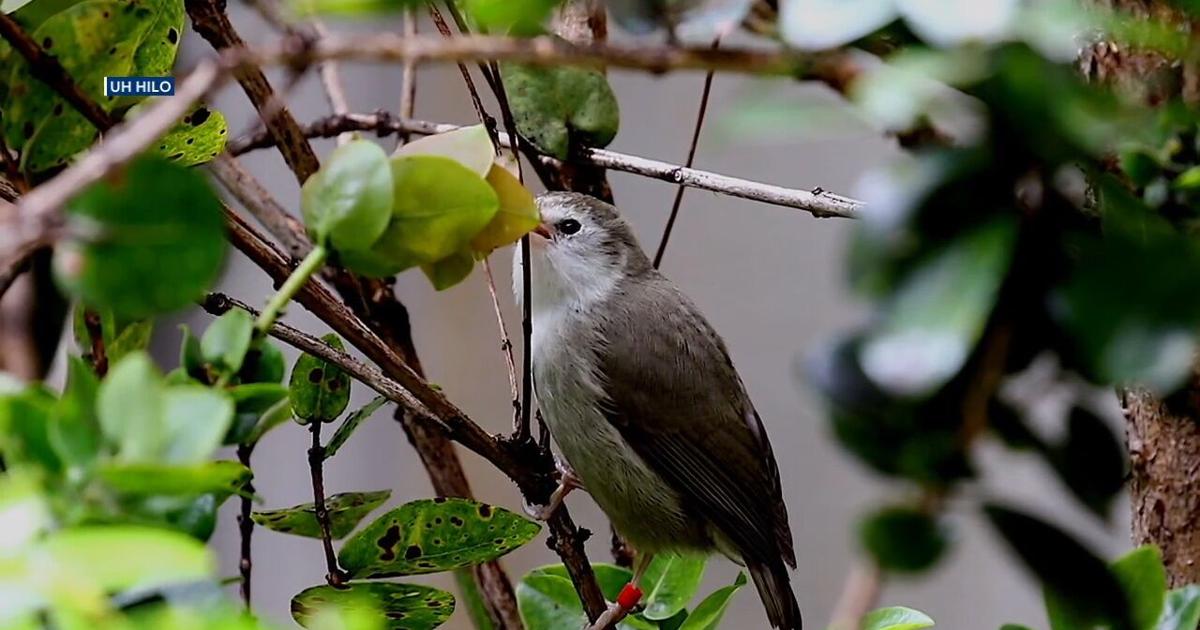 AI tool helps UH researchers protect endangered native birds on Big Island | News [Video]