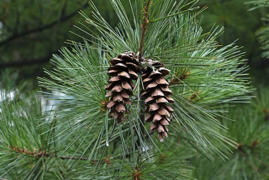 Using the Pinecone vector database in .NET [Video]