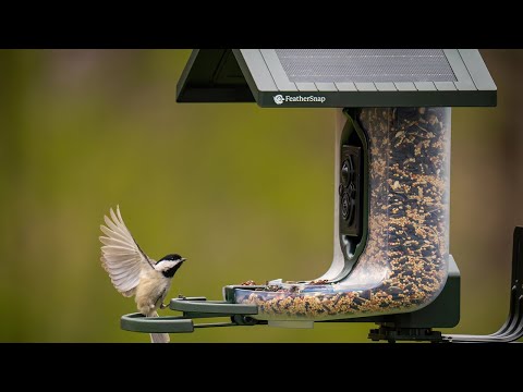 Innovation or Not  AI Birdwatching [Video]