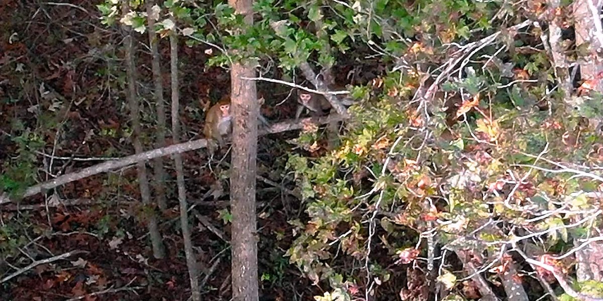 4 escaped monkeys still stay together months after Beaufort Co. facility escape [Video]